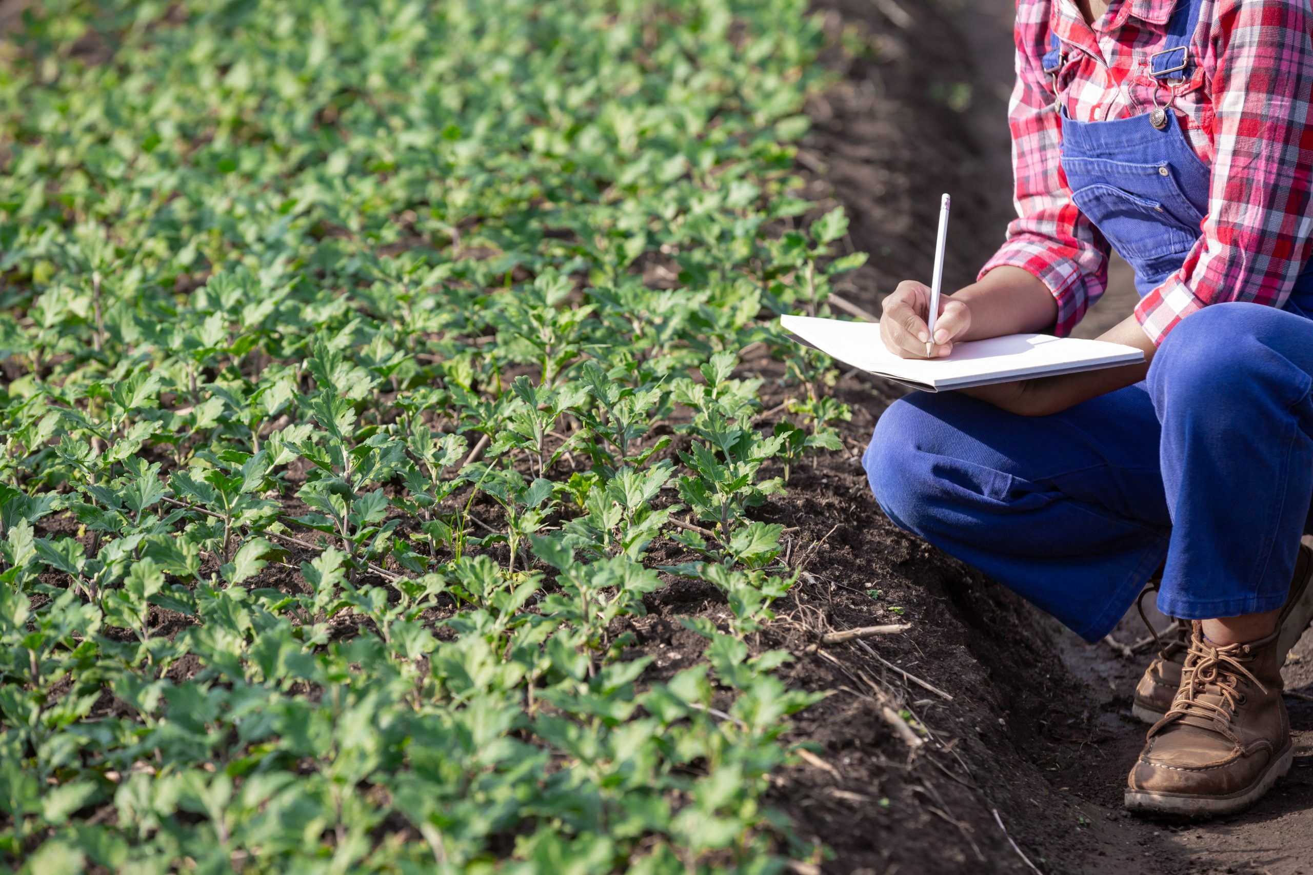 Seasonal Crop Care Guide for UAE Farmers (Year-Round Desert Farming Guide)