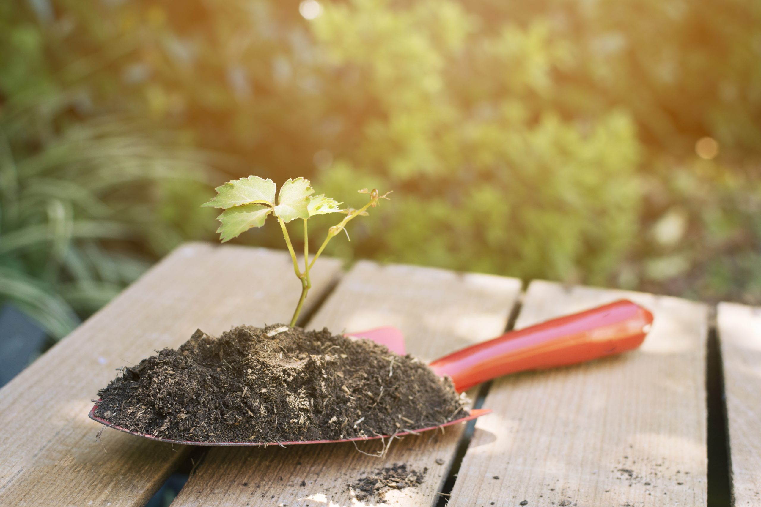 How to Improve Soil Health Naturally (Without Harmful Chemicals)