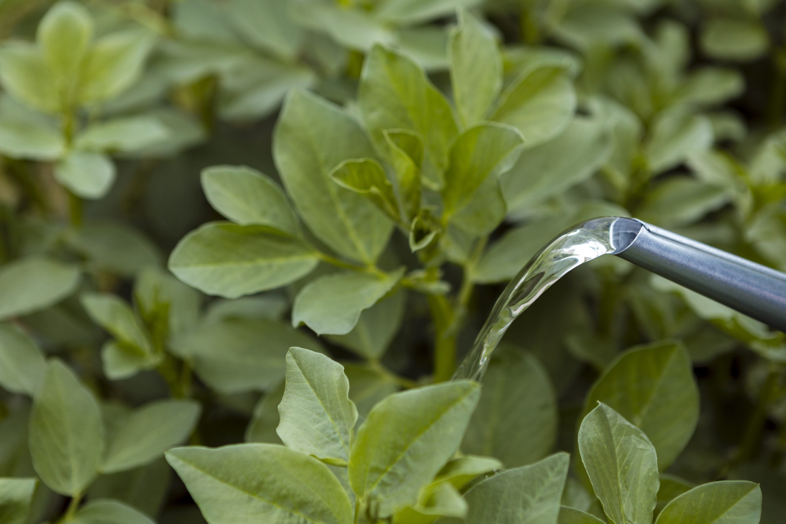 Foliar Feeding: When Is It Effective and When Is It Not?