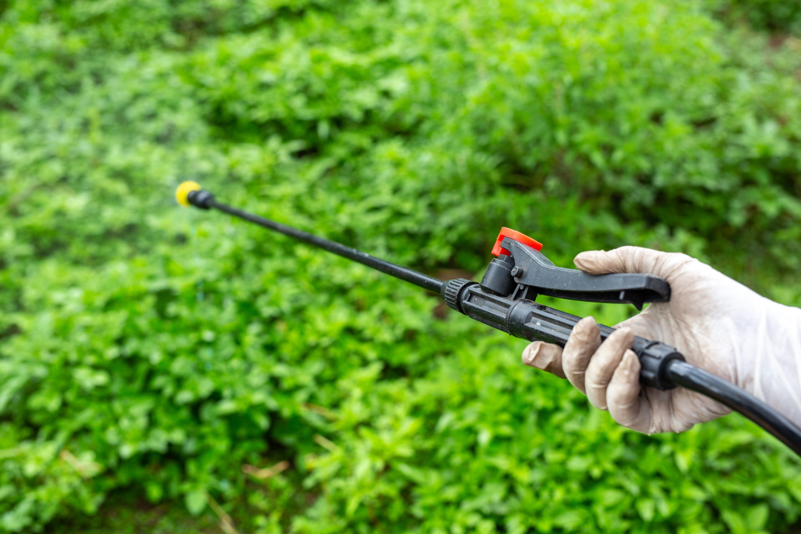 Pest and Disease Control: The Ultimate Guide to a Healthy Garden