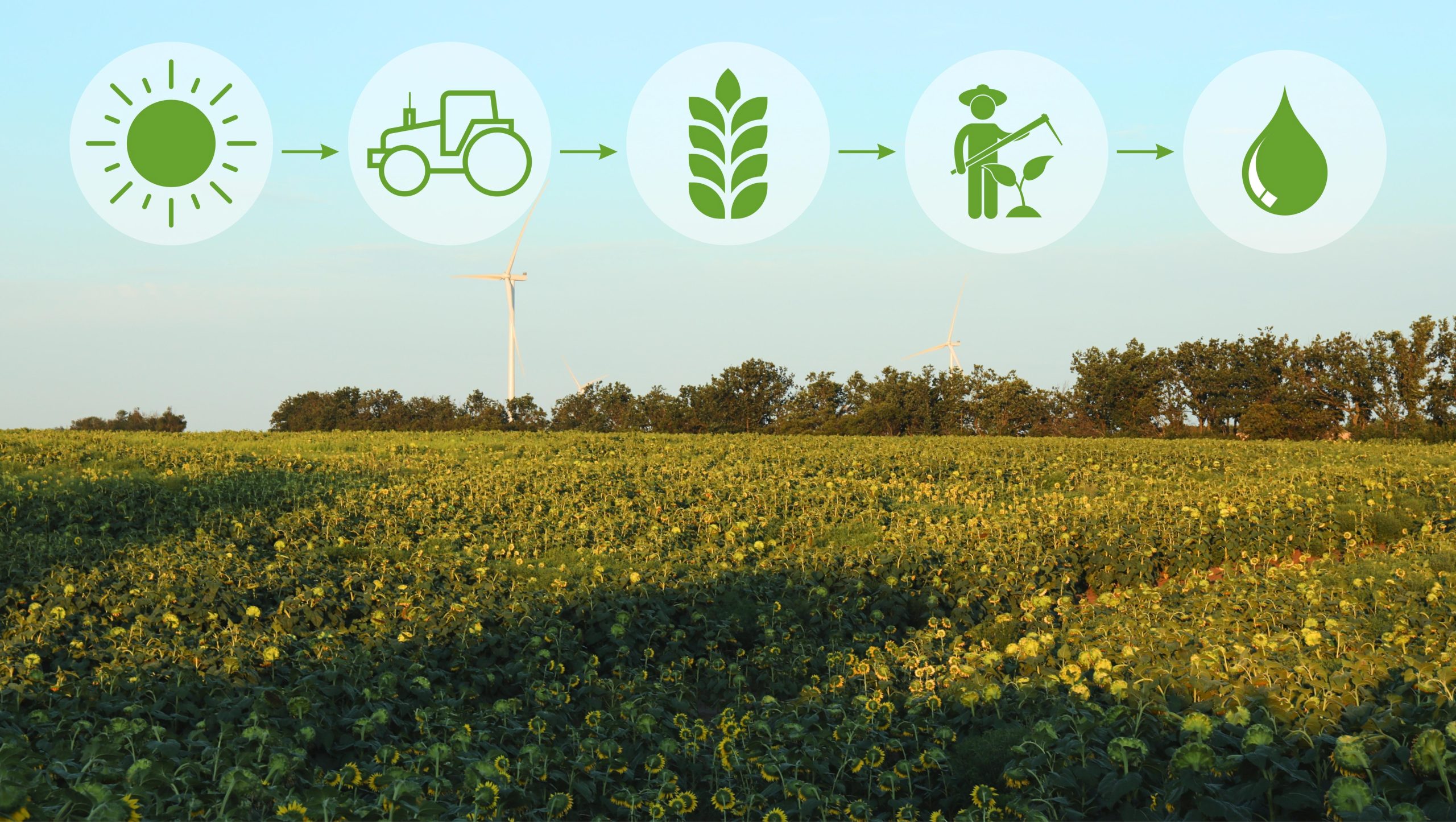 How Regenerative Agriculture Improves Soil Over Time